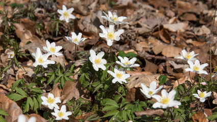 Buschwindröschen, Anemone nemorosa, blüht im Frühling in lichten Laubwäldern. Die Staude ist ein Geophyt und gehört zu der Familie der Hahnenfußgewächse.