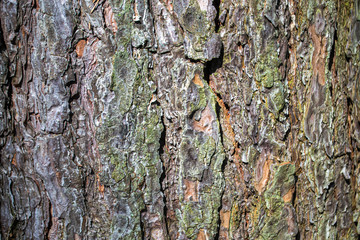 texture of pine bark close up