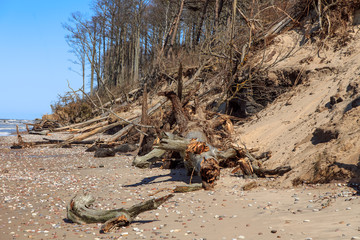 Baltic Sea coast after a storm with fallen trees