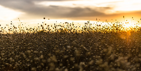 Flax seed pods at sunset, A field of ripe flax backlit by the setting sun creating a bokeh, landscape format with copyspace