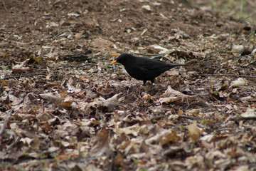 the Blackbird in early spring on the fallen leaves