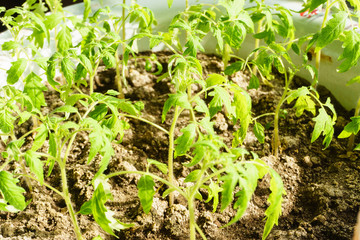 Young green seedlings of vegetables in the spring in the house on the windowsill.