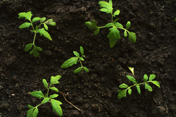 young green plant