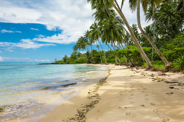 Tropical beach on south side of Samoa Island with coconut palm trees