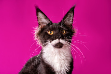 Adorable cute maine coon kitten on purple background in studio, isolated. Calendar style.