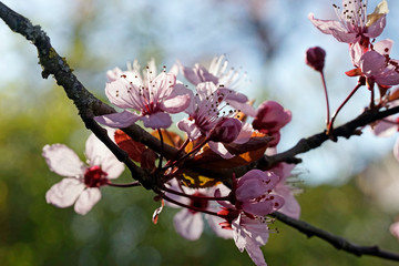 zarter Frühlingsgruß