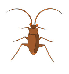 Vector illustration of cockroach on white background 