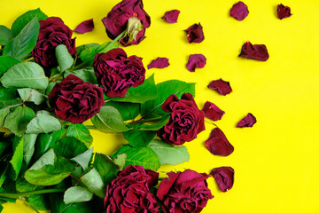 Bouquet of red wilted roses on a yellow background.