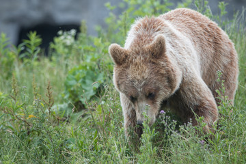 Fototapeta premium European brown bear (Braunbär) Ursus arctos
