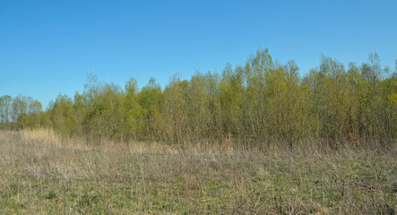 Fototapeta premium auwäldchen im frühling