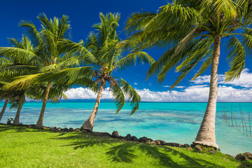 Tropical beach on south side of Samoa Island with coconut palm trees