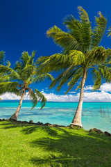 Tropical beach on south side of Samoa Island with coconut palm trees