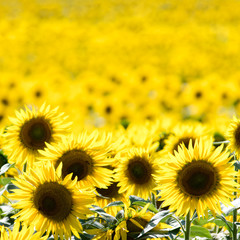 Sonnenblumen im Feld 