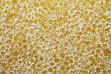 Yellow sponge detail  texture