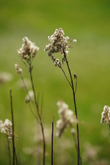 Stauden im Frühling