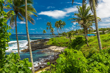 Tropical beach on south side of Samoa Island with coconut palm trees