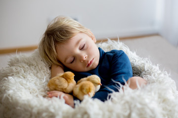 Cute blond toddler boy, sleeping with newborn chicks