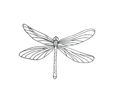Vector hand drawn doodle sketch dragonfly isolated on white background