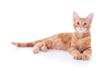 Happy ginger cat laying down on white background