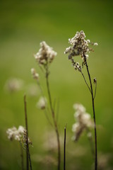 Stauden im Frühling