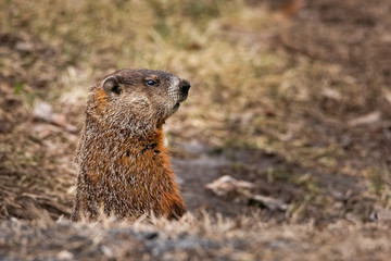 Groundhog taking watch just outiside its burrow on a spring morning