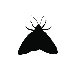 Vector black moth silhouette isolated on white background - obrazy, fototapety, plakaty