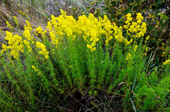 Blooming field of the Lady's or yellow Bedstraw (Galium verum)