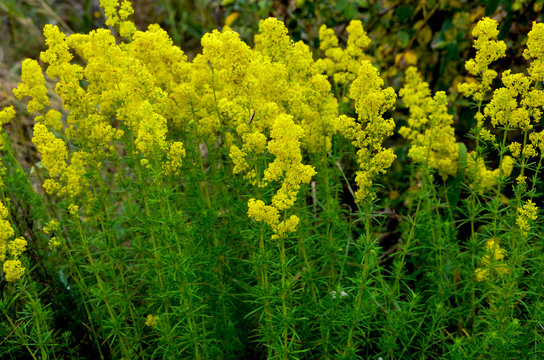 Blooming field of the Lady's or yellow Bedstraw (Galium verum)