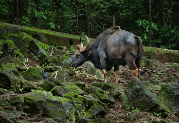 Gaur, Indian bison in the zoo on Goa