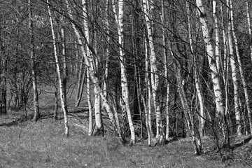 Black and white forest