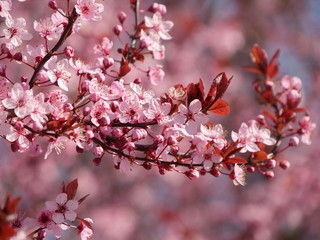 Pink fruit tree flowers. Perfect photo for a background.