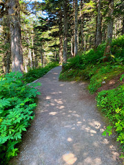 A Shaded Gravel Mountain Path