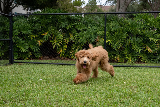 dog in the park - Powered by Adobe