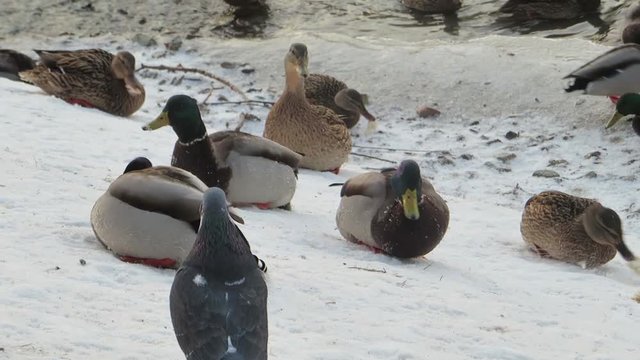 Flock of male and female mallard ducks foraging on snow, quickly and funny eating bread. Winter frosty icy day. Birdwatching. Closeup. Soft warm light.