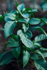 Pepper plant growing in garden