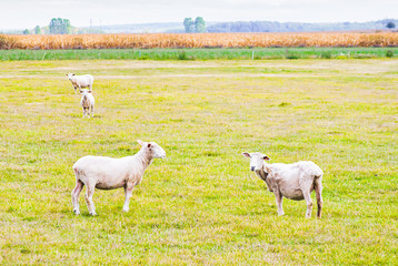 White  freshly shaved sheeps are walking around in the green farm site i Lithuania countryside. Farming and domestic sheeps in ES.2020