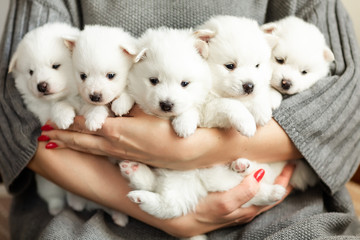 Cute adorable fluffy white spitz dog puppies in hands