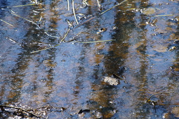Water nature reflexions of plants during spring