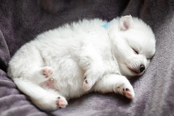 Cute adorable fluffy white spitz dog puppy