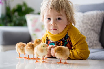 Cute sweet little blond child, toddler boy, playing with little chicks at home, baby chicks in child