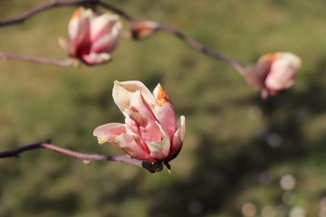 Pink magnolia flowers on tree