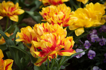 Yellow and red tulips in bloom
