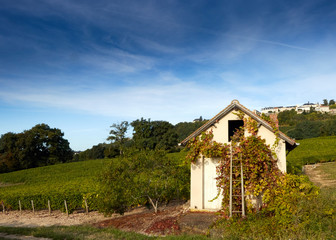 Fototapeta na wymiar View of Grapevine Field with Hut, trees and hills. Sancere, Loire Valley, France