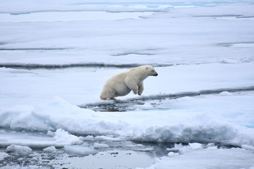Obraz na płótnie Canvas Polar bear in Svalbard, Norwegian territory