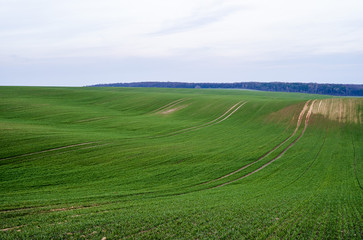 Young green wheat seedlings growing on a field. Agricultural field on which grow immature young cereals, wheat. Wheat growing in soil. Close up on sprouting rye on a field in sunset. Sprouts of rye.