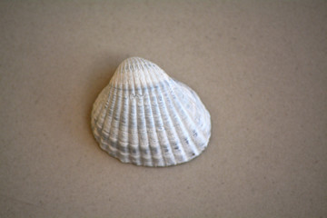 Concha do mar branca em fundo de areia