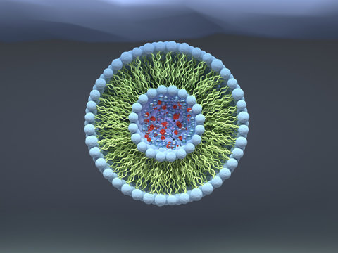 Structure of liposome, phospholipid, micelle, 3d render illustration