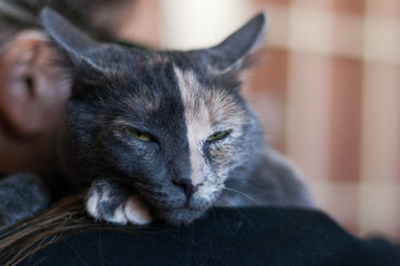 beautiful double color face female cat on the shoulder of her human