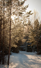 Beautiful winter landscape with lot of snow