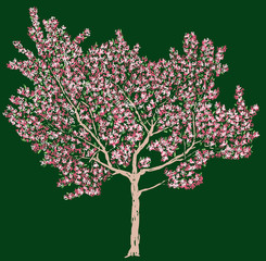 Freehand vector drawing of blooming cherry tree
